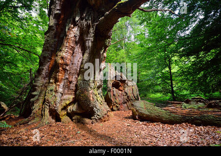 Rovere (Quercus spec.), la vecchia quercia morti nell'antica foresta di Sababurg, Germania, Hesse, Reinhardswald Foto Stock