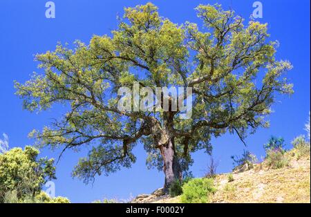 Quercia da sughero (Quercus suber) Foto Stock