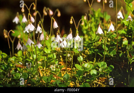 Twinflower (Linnaea borealis), fioritura, Germania Foto Stock