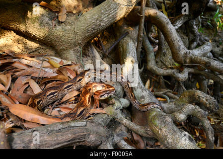 Madagascan boa, Madagascar Boa di massa (Acrantophis madagascariensis, Boa madagascariensis), sul terreno tra caduta foglie e radici di albero, Madagascar, Nosy Be, Lokobe Reserva Foto Stock