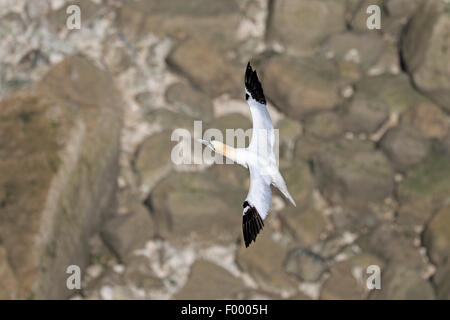 Adulto Northern Gannet venuta in terra sulle scogliere a Bempton RSPB RISERVA Foto Stock