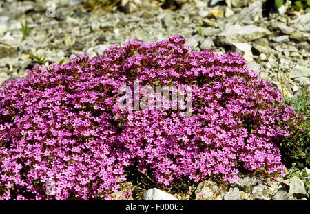 Rock Soapwort, Tumbling Ted (Saponaria ocymoides), fioritura, Germania Foto Stock