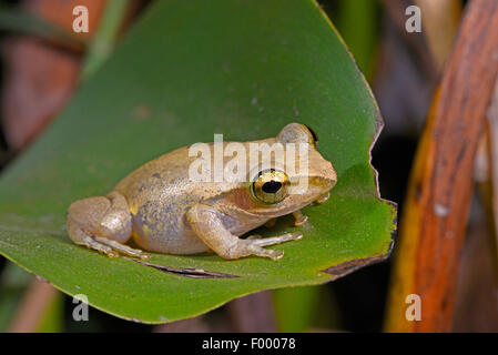 Di Dumeril pimpante Frog (Boophis tephraeomystax, Polypedates tephraeomystax), si siede su una foglia, Madagascar, Ankarana Parco Nazionale Foto Stock