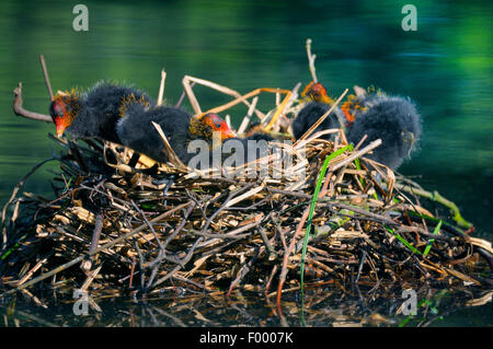 Nero la folaga (fulica atra), pulcini nel nido, in Germania, in Renania settentrionale-Vestfalia Foto Stock