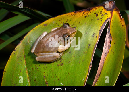 Di Dumeril pimpante Frog (Boophis tephraeomystax, Polypedates tephraeomystax), si siede su una foglia, Madagascar, Ankarana Parco Nazionale Foto Stock