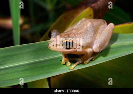 Di Dumeril pimpante Frog (Boophis tephraeomystax, Polypedates tephraeomystax), si siede su una foglia, Madagascar, Ankarana Parco Nazionale Foto Stock