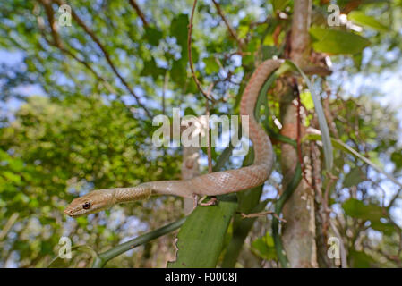 Tiny notte Snake (Ithycyphus miniatus, Coluber miniatus), rare specie endemiche piccolo serpente di notte dal Madagascar Madagascar, Ankifi Foto Stock