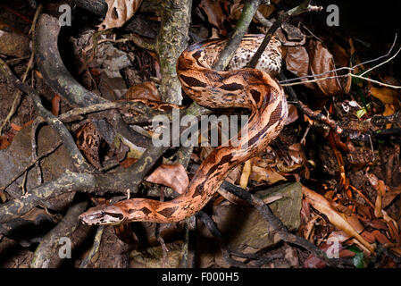 Madagascan boa, Madagascar Boa di massa (Acrantophis madagascariensis, Boa madagascariensis), sul terreno su deadwood e caduta foglie, Madagascar, Nosy Be, Lokobe Reserva Foto Stock