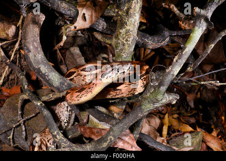 Madagascan boa, Madagascar Boa di massa (Acrantophis madagascariensis, Boa madagascariensis), sul terreno su deadwood e caduta foglie, Madagascar, Nosy Be, Lokobe Reserva Foto Stock