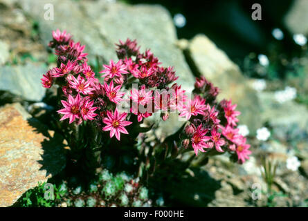 Ragnatela Casa Porro, ragnatela semprevivo (Sempervivum arachnoideum), fioritura, Germania Foto Stock