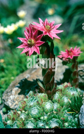 Ragnatela Casa Porro, ragnatela semprevivo (Sempervivum arachnoideum), fioritura, Germania Foto Stock