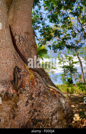 Tiny notte Snake (Ithycyphus miniatus, Coluber miniatus), Madagascar, Nosy Be, Lokobe Reserva Foto Stock