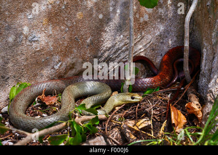 Tiny notte Snake (Ithycyphus miniatus, Coluber miniatus), si avvolge sul terreno, Madagascar, Nosy Be, Lokobe Reserva Foto Stock