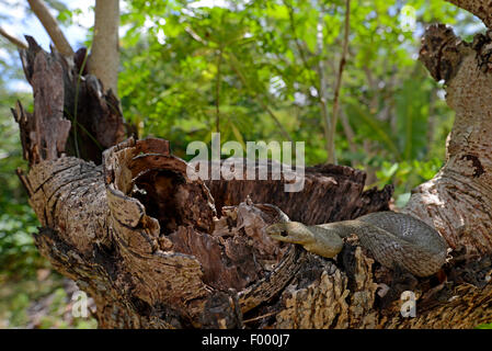 Tiny notte Snake (Ithycyphus miniatus, Coluber miniatus), su deadwood, Madagascar, Nosy Be, Lokobe Reserva Foto Stock