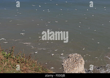 Nidificazione di sule su una pila di mare a Bempton RSPB RISERVA Foto Stock