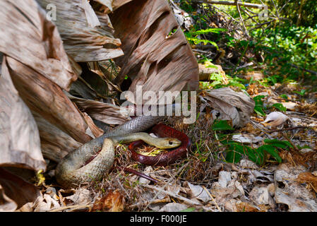 Tiny notte Snake (Ithycyphus miniatus, Coluber miniatus), si avvolge sul terreno, Madagascar, Nosy Be, Lokobe Reserva Foto Stock
