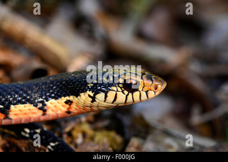 Madagascar Menarana snake, Giant Madagascan Hognose, gigante malgascio Hognose Snake (Leioheterodon madagascariensis), ritratto, Madagascar, Nosy Be, Lokobe Reserva Foto Stock