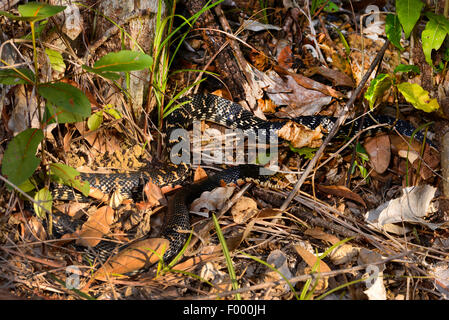 Madagascar Menarana snake, Giant Madagascan Hognose, gigante malgascio Hognose Snake (Leioheterodon madagascariensis), si avvolge sul terreno, Madagascar, Nosy Be, Lokobe Reserva Foto Stock