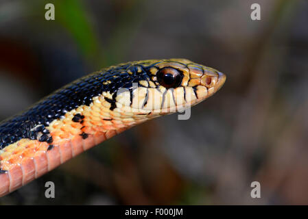 Madagascar Menarana snake, Giant Madagascan Hognose, gigante malgascio Hognose Snake (Leioheterodon madagascariensis), ritratto, Madagascar, Nosy Be, Lokobe Reserva Foto Stock