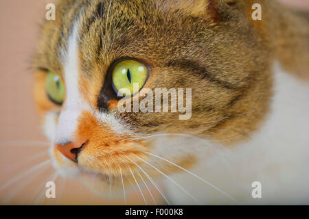 Il gatto domestico, il gatto di casa (Felis silvestris f. catus), cat guardando in lontananza Foto Stock