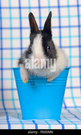 Netherland Dwarf (oryctolagus cuniculus f. domestica), bianco e nero coniglio nano bambino in un po' di blu la benna Foto Stock