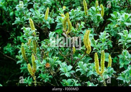 Lanosi willow, Lanate willow (Salix lanata), fioritura Foto Stock