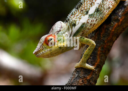 Panther chameleon (Furcifer pardalis, Chamaeleo pardalis), ritratto, Madagascar, Nosy Be, Lokobe Reserva Foto Stock