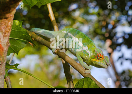 Panther chameleon (Furcifer pardalis, Chamaeleo pardalis), su un ramo, Madagascar, Ankifi Foto Stock