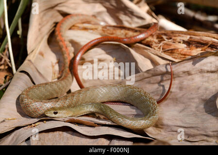 Tiny notte Snake (Ithycyphus miniatus, Coluber miniatus), sulla caduta foglie, Madagascar, Ankifi Foto Stock