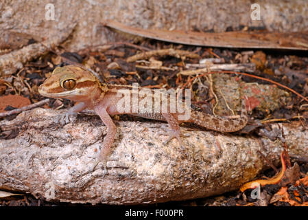 Stumpff il Madagascar terra Gecko (Paroedura stumpffi), si siede su una radice, Madagascar, Ankifi Foto Stock