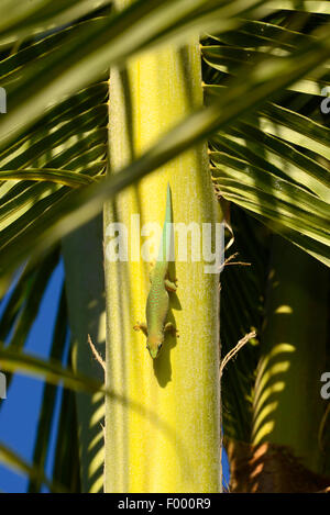 Giornata noiosa Gecko (Phelsuma dubia), si arrampica verso il basso di una palma, Madagascar Foto Stock