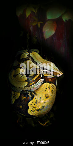 Red-tailed Boa (Boa constrictor), arrotolati Foto Stock