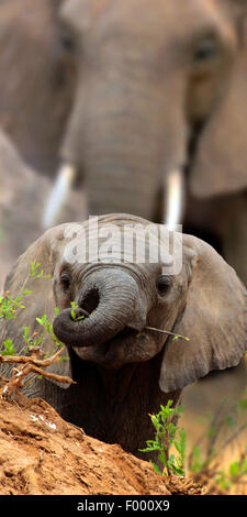 Elefante africano (Loxodonta africana), baby elephant si affaccia su una piccola collina, Africa Foto Stock