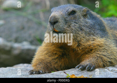 Alpine marmotta (Marmota marmota), su una pietra, ritratto, Austria Foto Stock