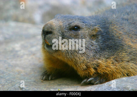 Alpine marmotta (Marmota marmota), su una pietra, ritratto, Austria Foto Stock