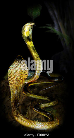 Cobra comune, Indian cobra (Naja naja), due cobras nel gesto minaccioso Foto Stock