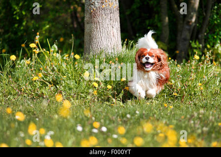 Cavalier King Charles Spaniel (Canis lupus f. familiaris), che corrono su un prato di fiori Foto Stock