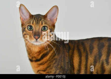 Toyger (Felis silvestris f. catus), Toyger tomcat guarda nella telecamera attentivly Foto Stock