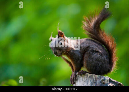 Unione scoiattolo rosso, Eurasian red scoiattolo (Sciurus vulgaris), si siede su un albero di intoppo e guarda nella telecamera, Svizzera, Sankt Gallen Foto Stock