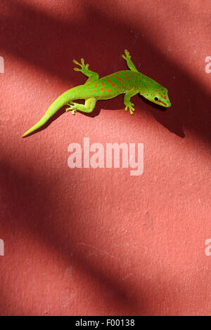 Madagascar giorno gigante gecko (Phelsuma madagascariensis grandis, Phelsuma grandis), si trova in corrispondenza di un muro di casa, Madagascar, Diana Foto Stock