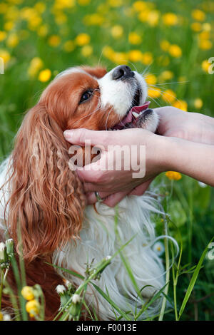 Cavalier King Charles Spaniel (Canis lupus f. familiaris), giacente in un prato di fiori ed è tickled, ritratto Foto Stock