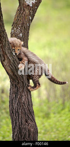 Ghepardo (Acinonyx jubatus), cub su un albero, Africa Foto Stock
