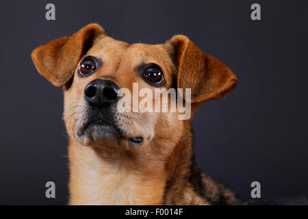 Cane domestico (Canis lupus f. familiaris), ritratto di fronte a sfondo nero Foto Stock