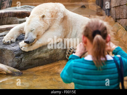 Orso polare (Ursus maritimus), ragazza prende una foto di un sonno orso polare presso il giardino zoologico di Wuppertal, Germania Foto Stock