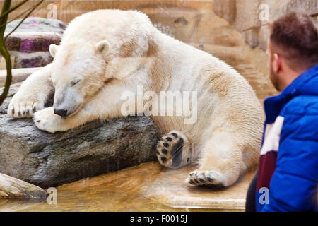 Orso polare (Ursus maritimus), orologi uomo dorme un orso polare a lo Zoo di Wuppertal, Germania Foto Stock