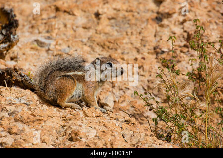 Harris di antilopi scoiattolo (Ammospermophilus harrisii), nella sua biotop, STATI UNITI D'AMERICA, Arizona, Boyce Thompson Arboretum Foto Stock