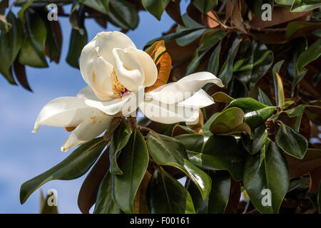 Southern Magnolia, Bull Ray, Evergreen Magnolia (Magnolia grandiflora), fiore, STATI UNITI D'AMERICA, Florida Foto Stock