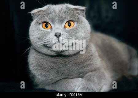 British Shorthair (Felis silvestris f. catus), grey-haired cat con orecchie pendenti di fronte a sfondo nero Foto Stock