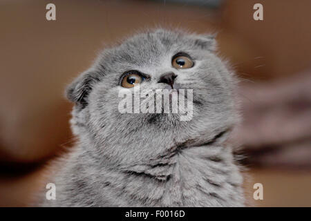 British Shorthair (Felis silvestris f. catus), little grey-haired British Shorthair gattino con orecchie floppy, ritratto Foto Stock