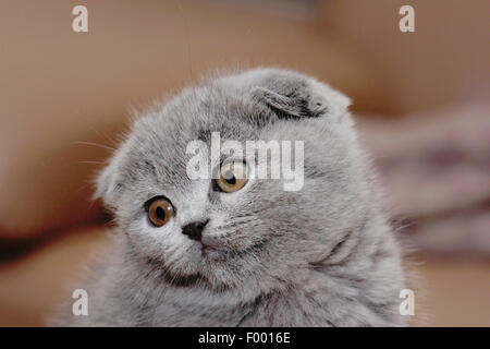 British Shorthair (Felis silvestris f. catus), little grey-haired British Shorthair gattino con orecchie floppy, ritratto Foto Stock